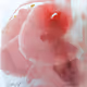 Boobies #2 watercolor by Karrie Ross