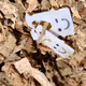 Wood_Knox Collection