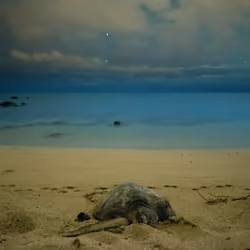 #14 - HONU II