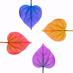 SEASONS