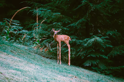 Item #3601436234996315430006013910499200169478742861984113335982183037592643043329 Media