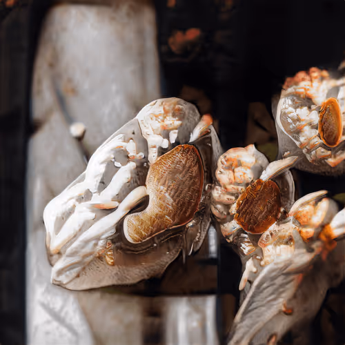 Item #72191770546992921943267033160474518012437629238460681668476305563524926537729 Media