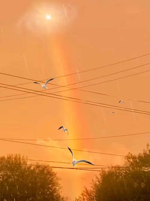 Item #65179647249910746756039310761471710124309330428824999833319475621345410154497 Media