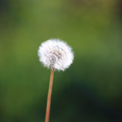 Dandelion
