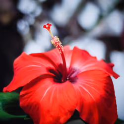 Hello Hibiscus