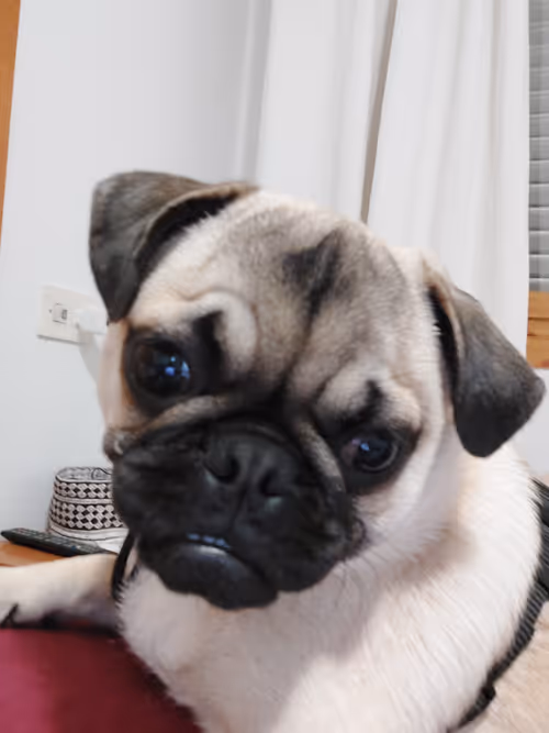 Item #42219238577406753913688627191867321831459591307103574733293319479947849367557 Media