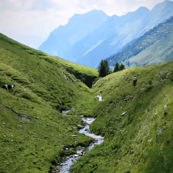 swizzy rothorn