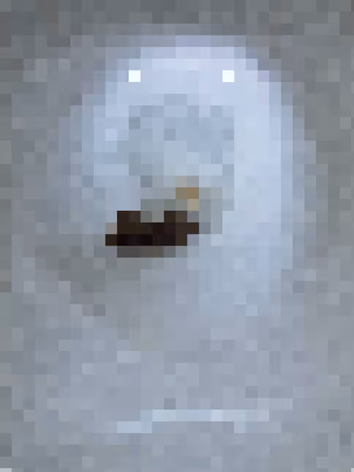 Item #2850415134272365380187775685678842410458265265709128331682257644814235336705 Media