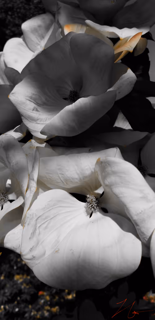 Item #20976301758881134831989222665278936219784108903075361536191037496353997455361 Media