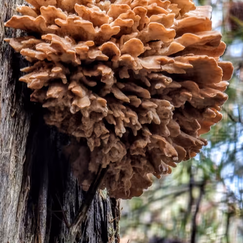 The Shrooms Of Tassie