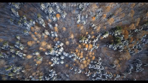 Over the Winterforest