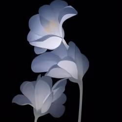 🖤🤍Flower🤍🖤 #20