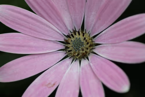 Item #51124555051901614330264480006545612592022390906904121289505624521726794661889 Media