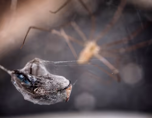 Item #39429723732328753597162802523214725559746815112814606355756412608725569765377 Media