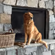 The Life of Penny