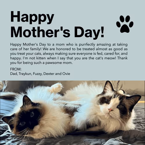 NFTraykun Collection