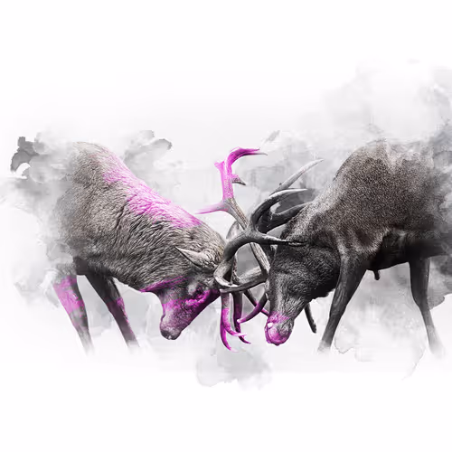 The Animal Kingdom Collection