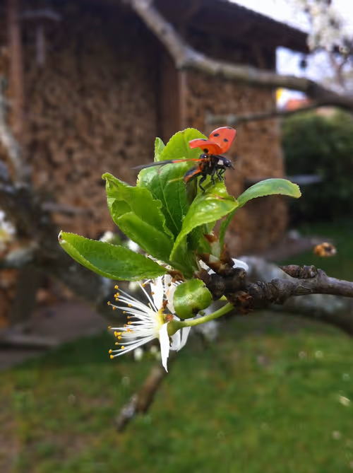 Item #106870078454534698311606461225664382982354268042883800261475775688112873668609 Media