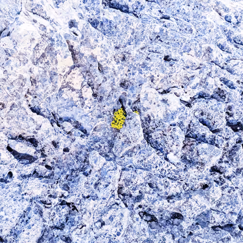 Flowers grow in rocks