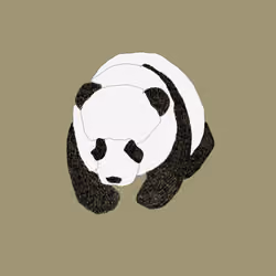 ToTo Panda