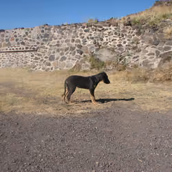 STRAY HOUND