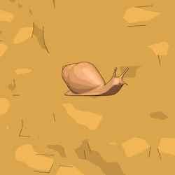 Conch #13