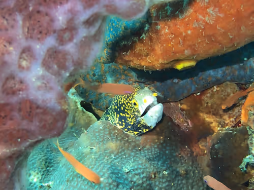 Item #80965803268169370603932631570667161375508893671094224909166963942394481868801 Media