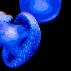 Cnidaria #12