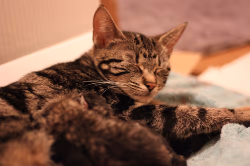 Item #78658003139539629731403547658687752488763964800985048386040806763690452844545 Media