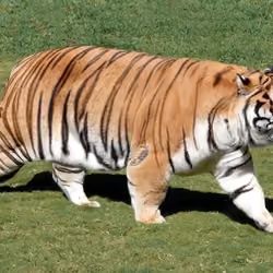 Fat Nigerian Tiger