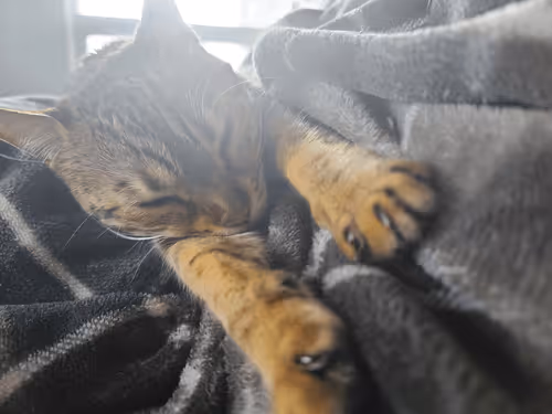 Untitled Collection #62296147