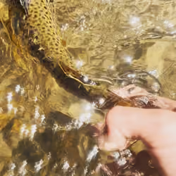 catch and release