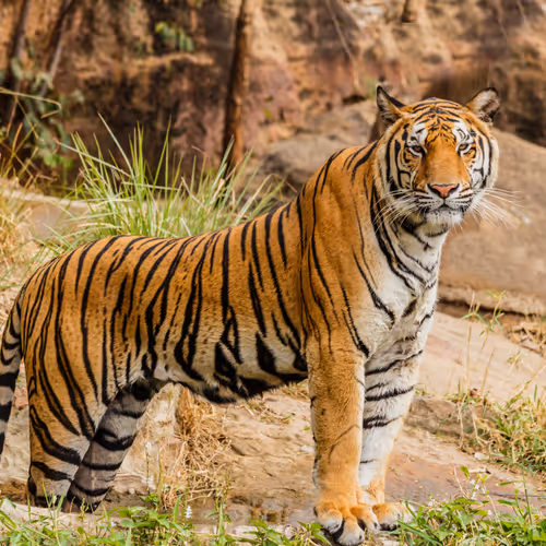 The Types Of Tigers In The World