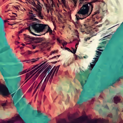 CatStare