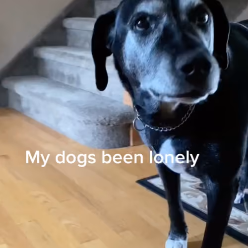"Dogfished" (VIRAL VIDEO) 