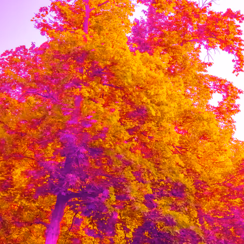 Item #35965218379738729691291467168286792303482134167127854404987491572391738343425 Media