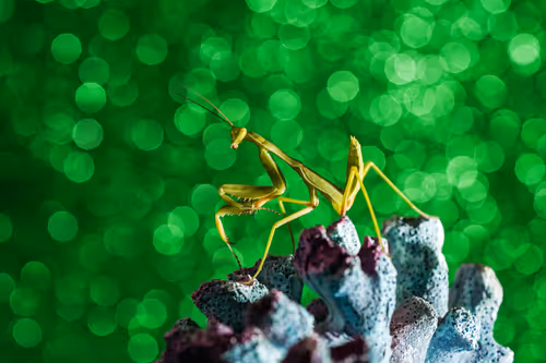 Item #103209038218613868930619060226973881085287424924468474495414640460071169949697 Media