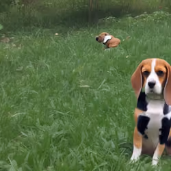 ALERT HUNTING BEAGLE