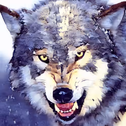 Allison the Wolf