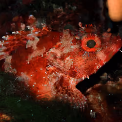 The deepest orange