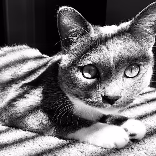Sin City Kitty #9