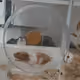 52876190789404479551194841055344899963454055344925219425056464285336684462081