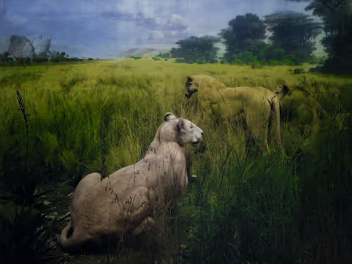 Item #78290859564487950582035157187154512379100989933844946097788898253722294943745 Media