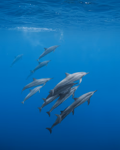 Item #82007330900791544464165619795045730741367351453180481103440088215621124227073 Media