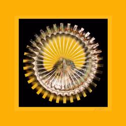 Yellow unequal sun