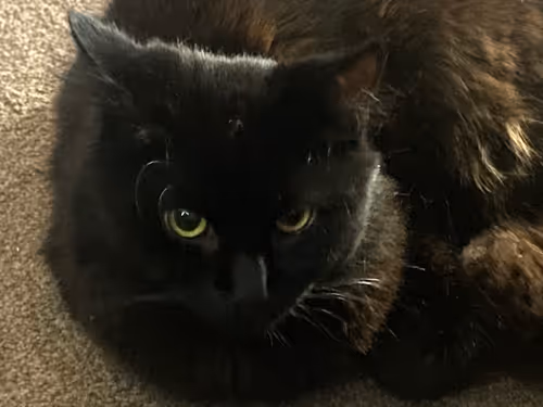 Item #96339585327060158001115702235774540540198230877876974266629907483703172399105 Media