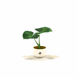 Colocasia (Or Elephant Ear Plant)