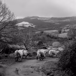 Scène rurale, le changement de pré des vaches
