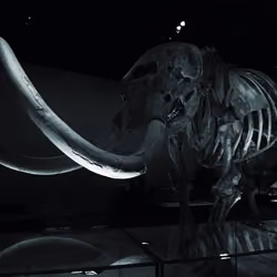 mammoth standing still .