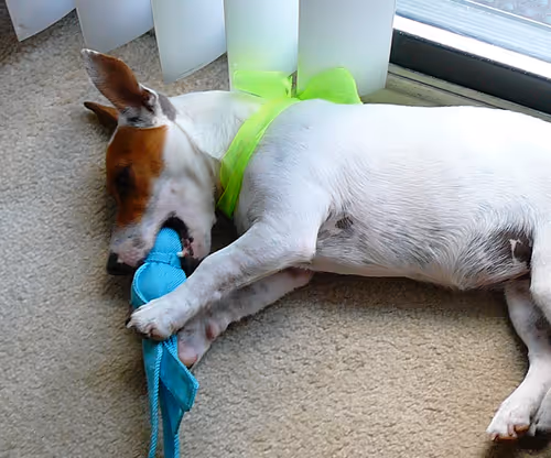 Item #5985210497355107417265215381210579199842884272282595265964883404513376993281 Media